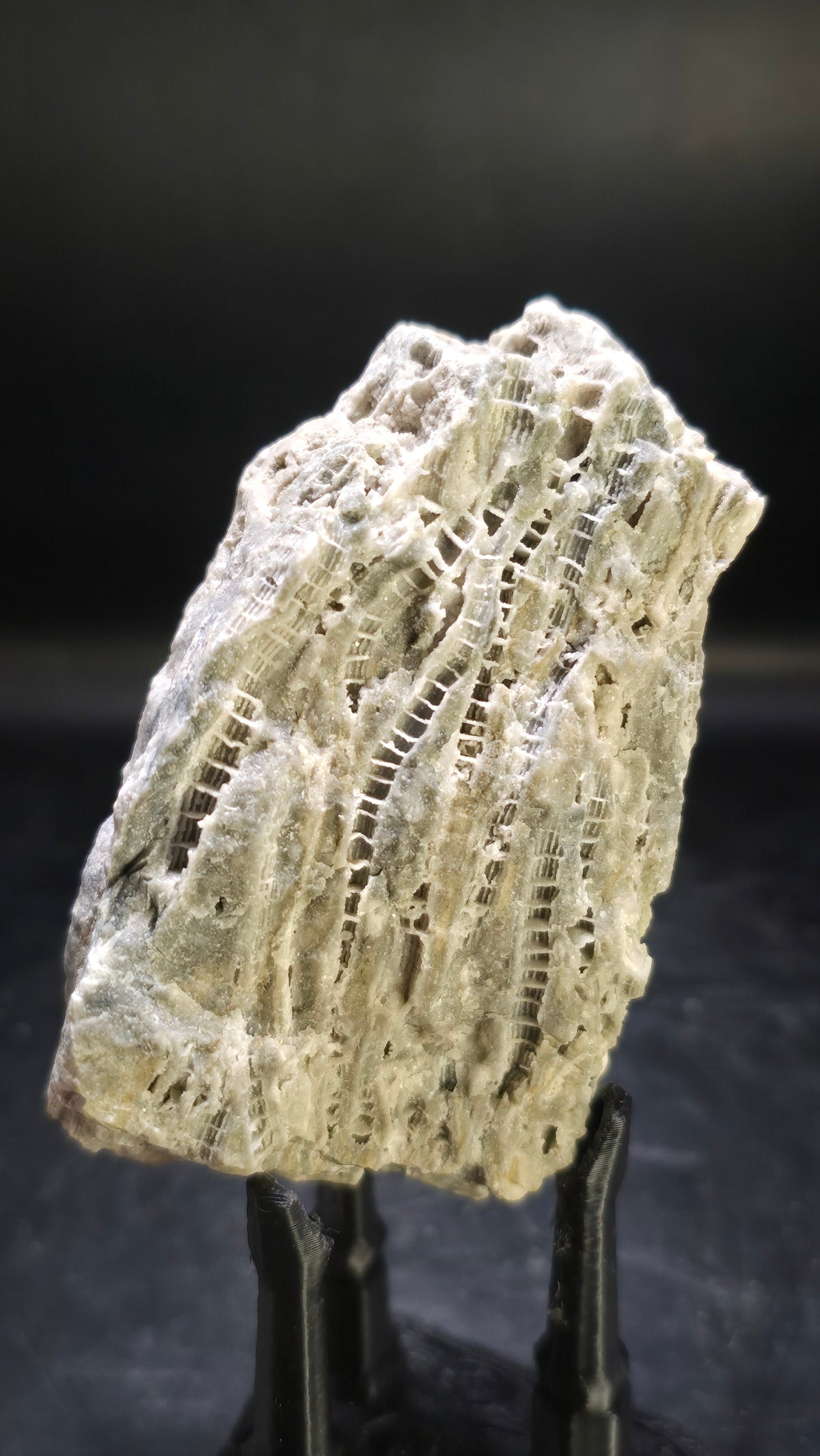 Fossilized Coral with Druzy Dolostone – Ohio Region, USA – 0.25 lbs