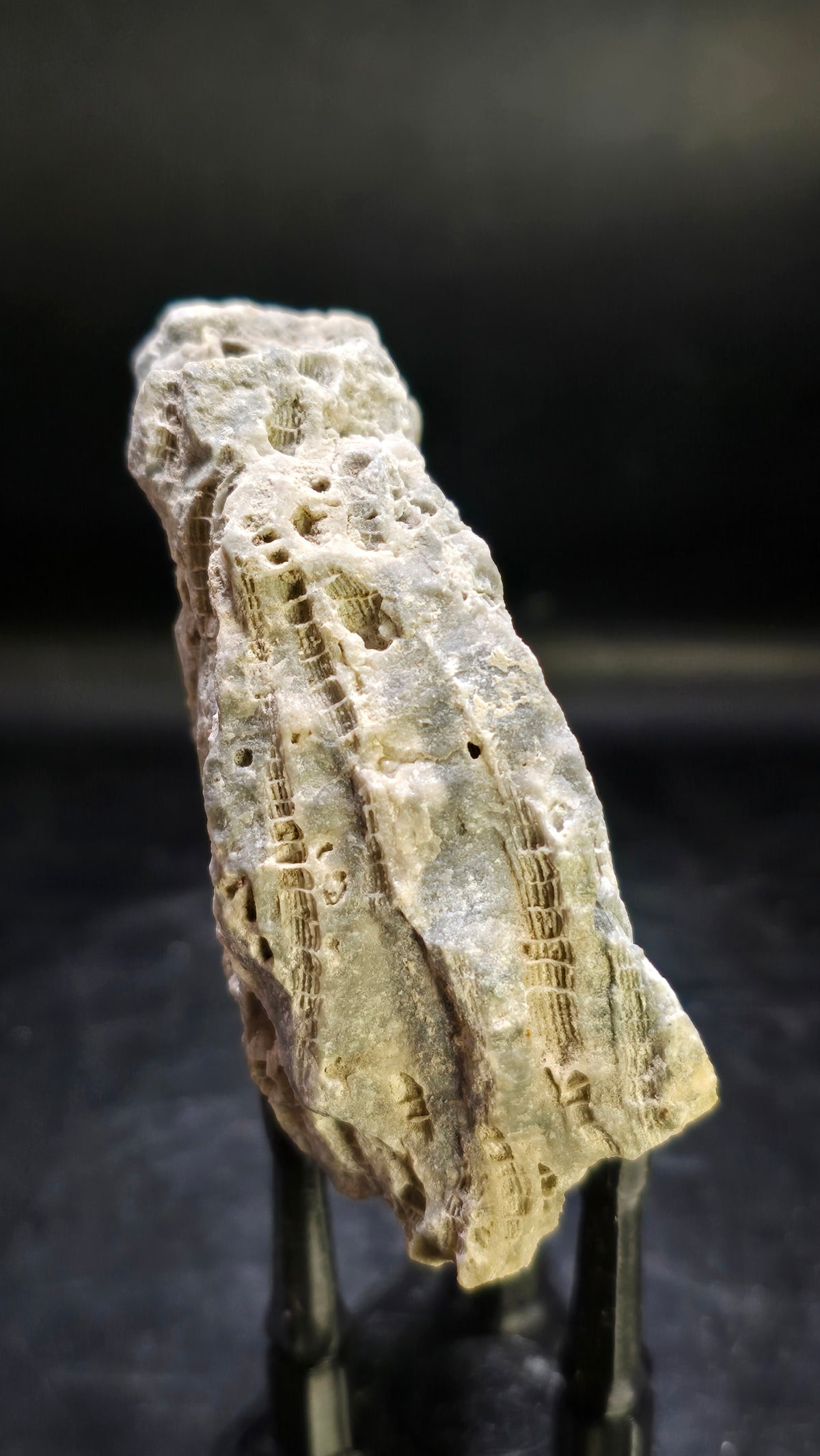 Fossilized Coral with Druzy Dolostone – Ohio Region, USA – 0.25 lbs