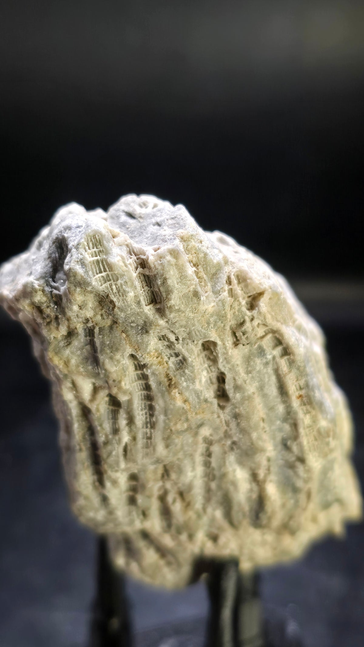 Fossilized Coral with Druzy Dolostone – Ohio Region, USA – 0.25 lbs