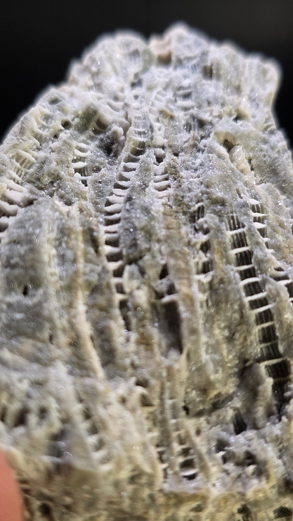 Fossilized Coral with Druzy Dolostone – Ohio Region, USA – 0.25 lbs