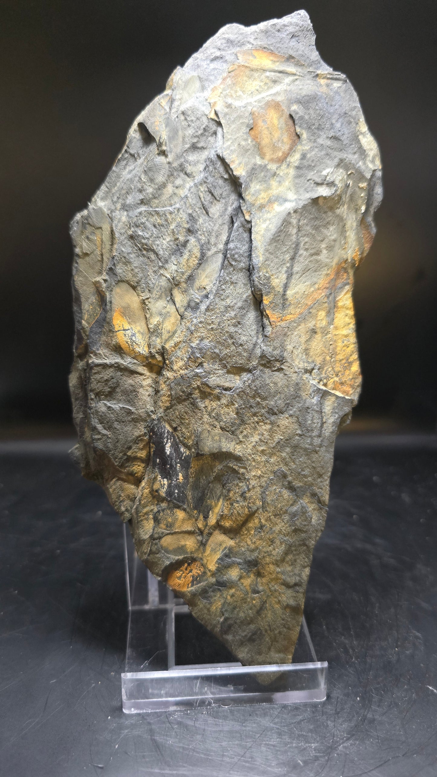 St. Clair Fossil Fern (Dual-Sided) – 0.42 lbs
