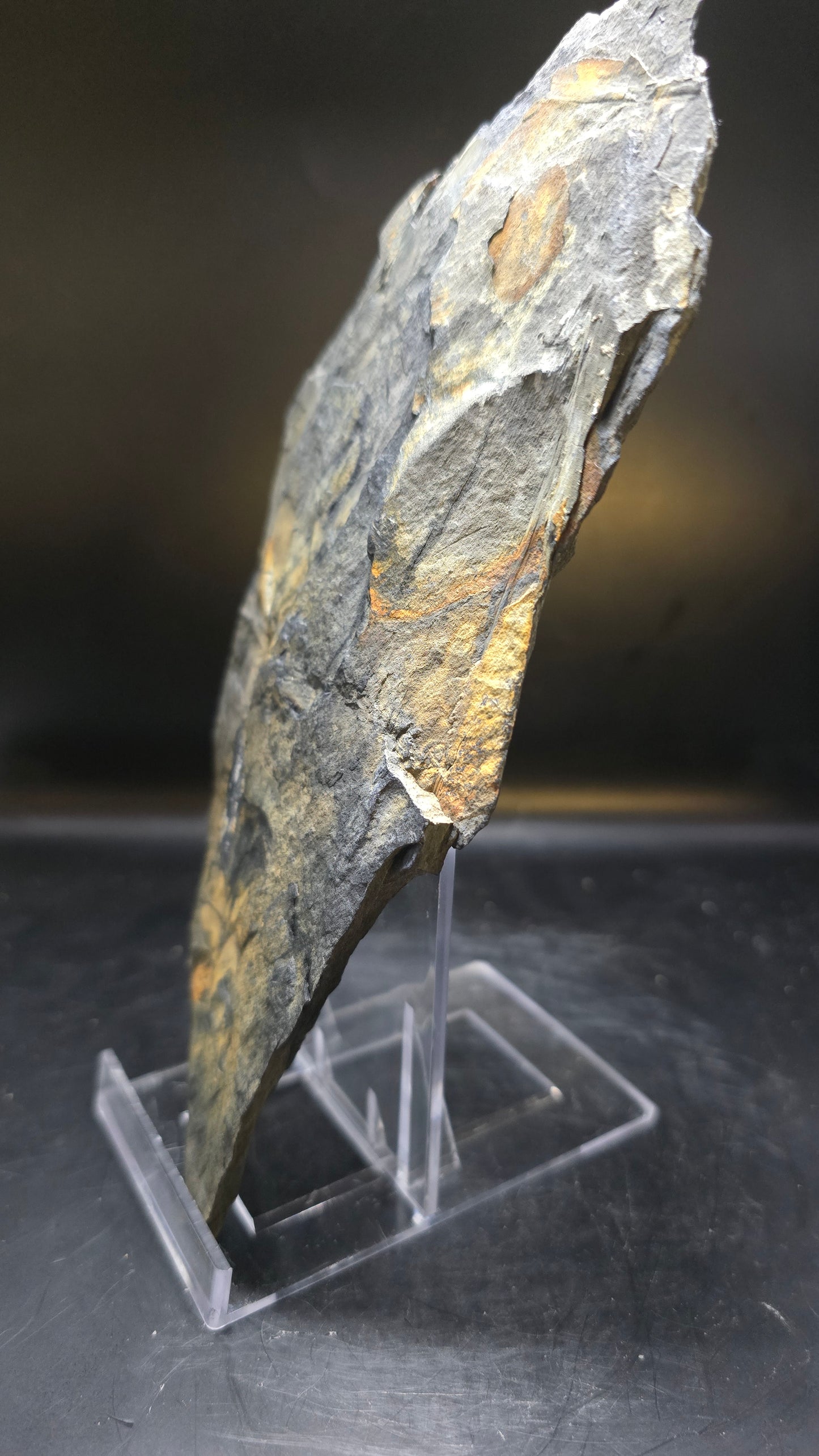 St. Clair Fossil Fern (Dual-Sided) – 0.42 lbs