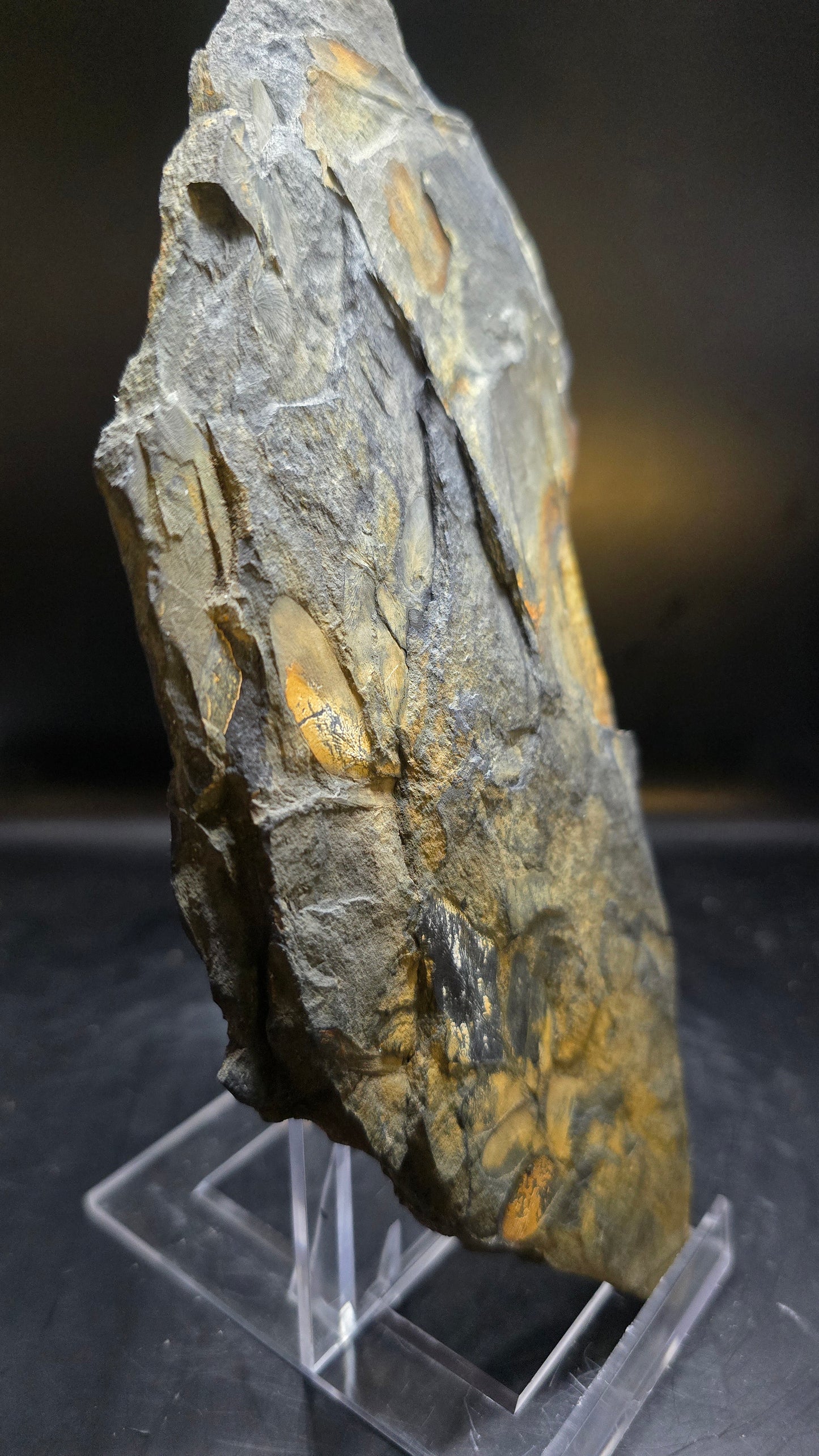 St. Clair Fossil Fern (Dual-Sided) – 0.42 lbs