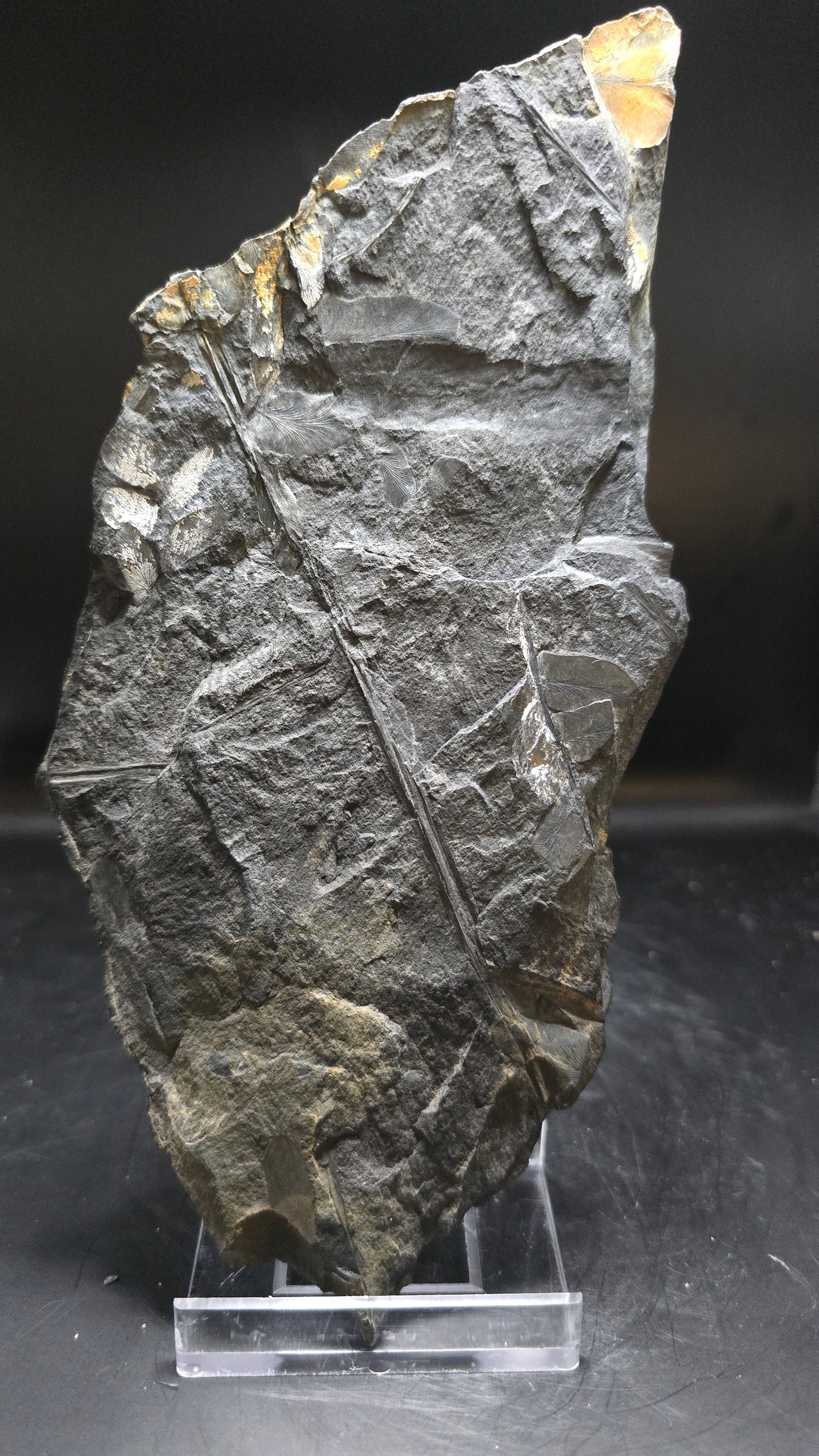 St. Clair Fossil Fern (Dual-Sided) – 0.42 lbs