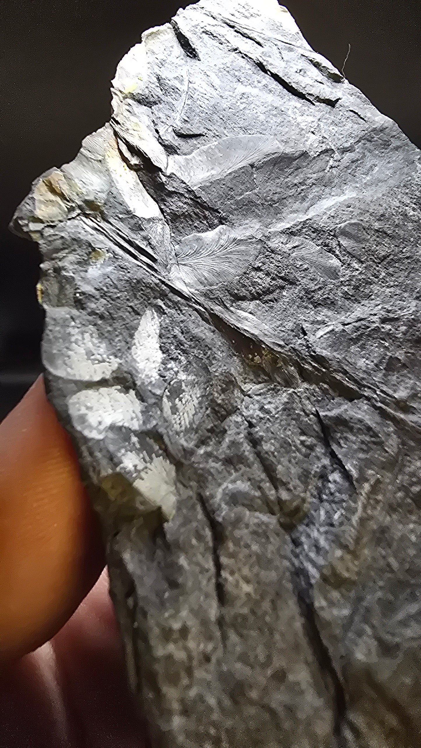 St. Clair Fossil Fern (Dual-Sided) – 0.42 lbs
