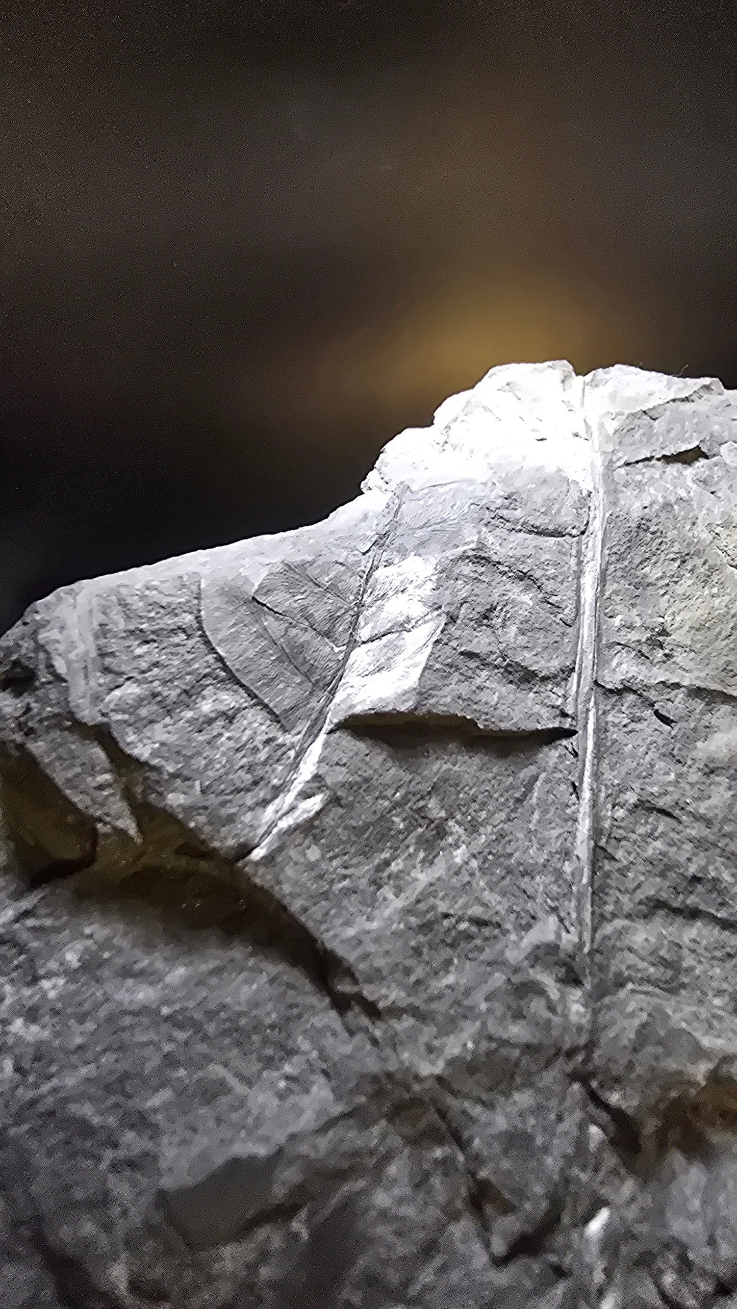 St. Clair Fossil Fern (Dual-Sided) – 0.42 lbs