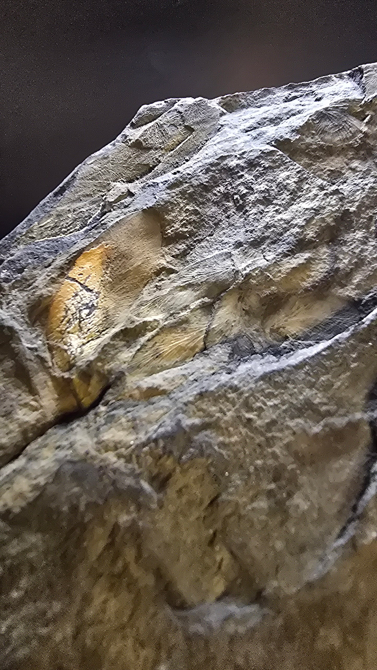 St. Clair Fossil Fern (Dual-Sided) – 0.42 lbs