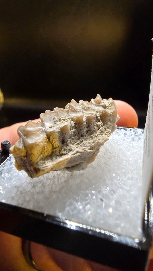 Fossil Jaw Section – Leptomeryx sp. (Early Deer) – White River Group, Wyoming – UV Reactive