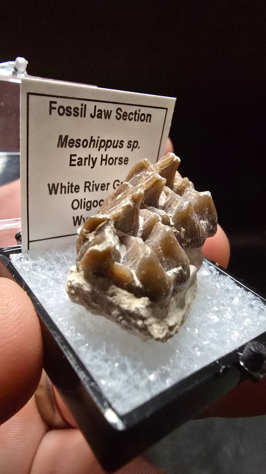 Mesohippus Early Horse Fossil Jaw Section – White River Group, Wyoming – 23 Grams