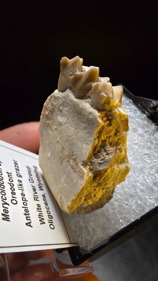Merycoidodon Jaw Fossil – White River Group, Wyoming – 29 Grams