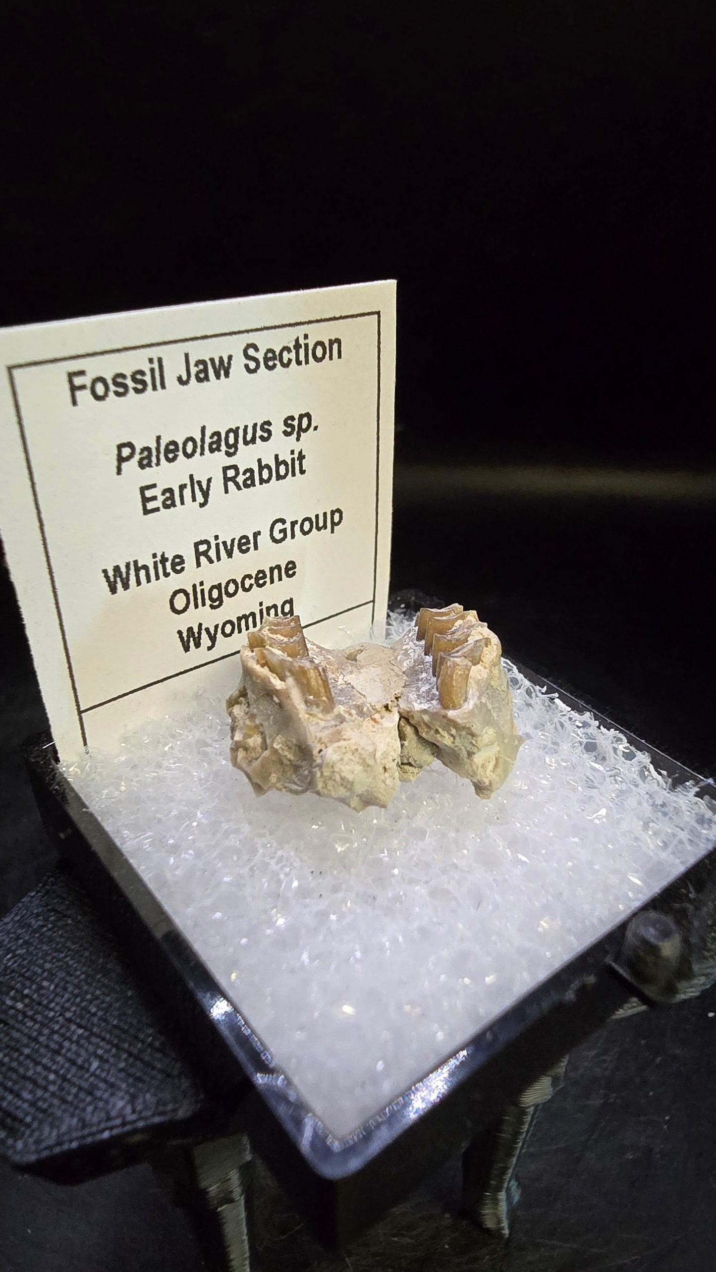 Paleolagus sp. Fossil Jaw Section – White River Group, Wyoming