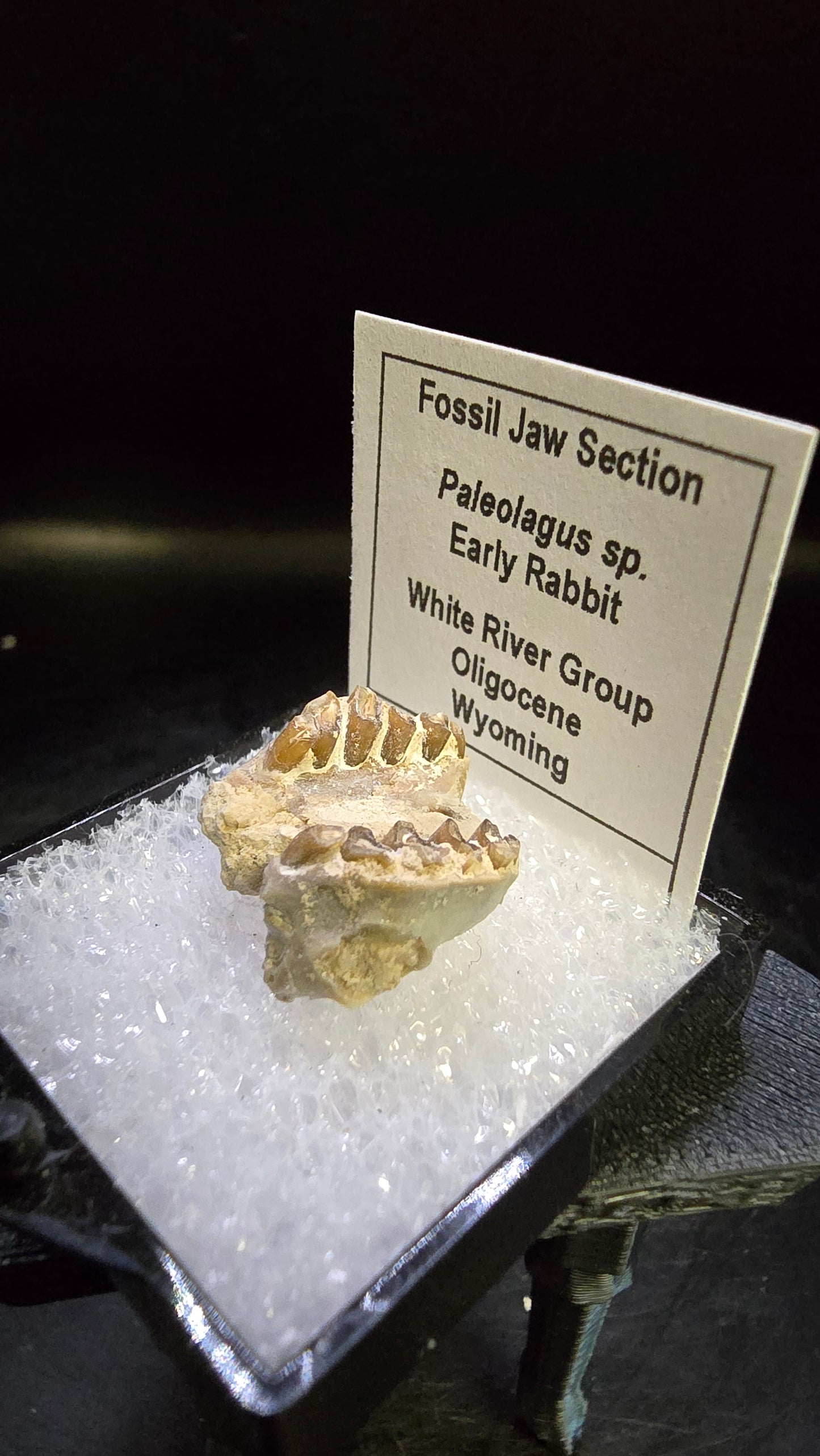 Paleolagus sp. Fossil Jaw Section – White River Group, Wyoming