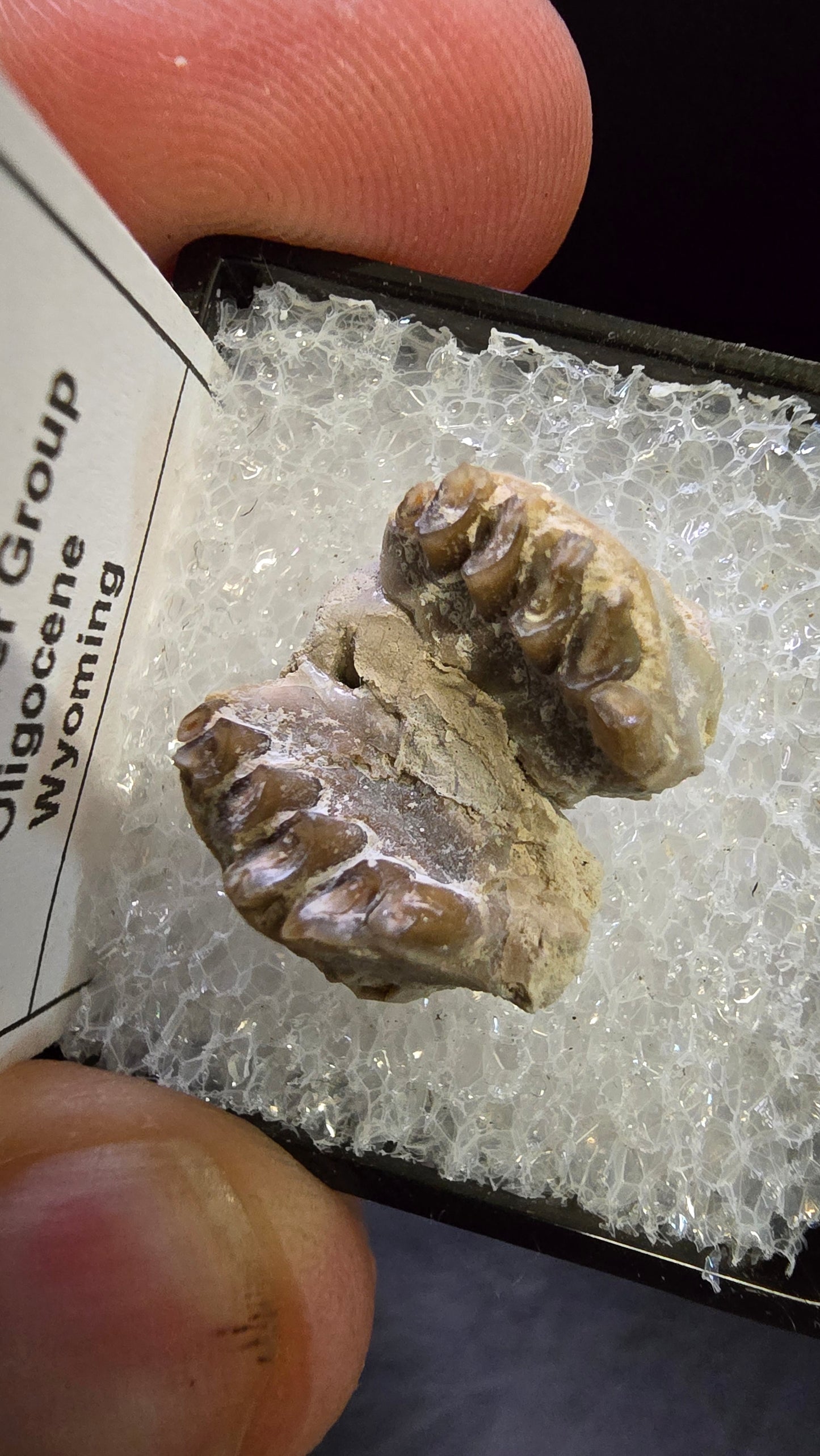 Paleolagus sp. Fossil Jaw Section – White River Group, Wyoming