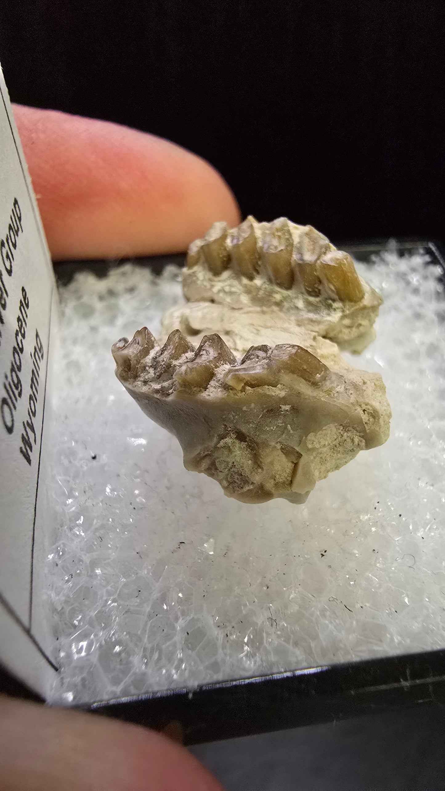 Paleolagus sp. Fossil Jaw Section – White River Group, Wyoming