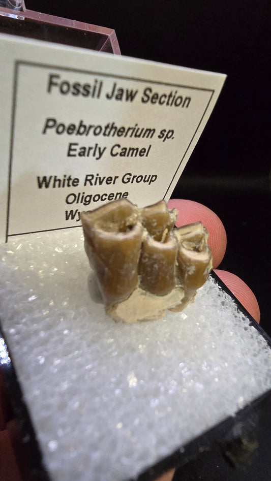 Poebrotherium sp. (Camel) Fossil Jaw Section – White River Group, Wyoming