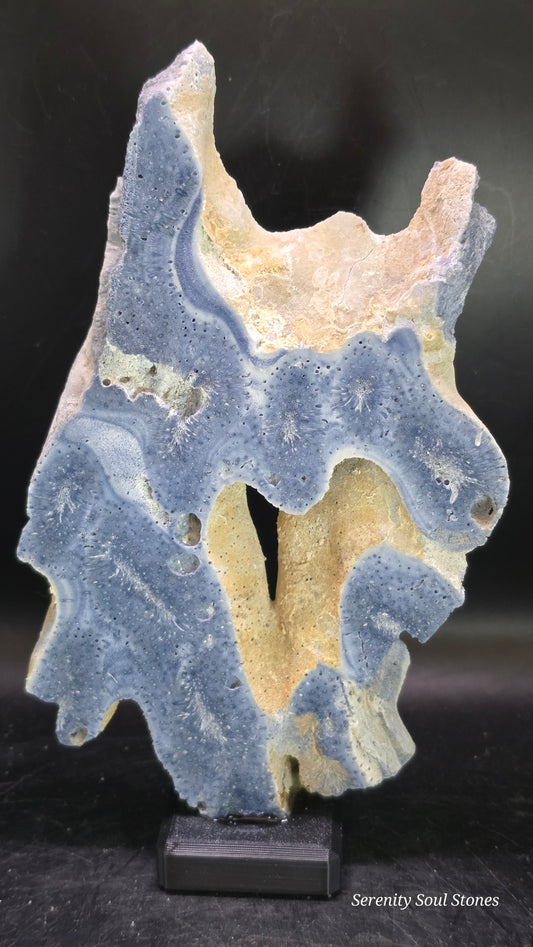 Indo-Pacific Blue Coral Display Slab – 0.43 lbs