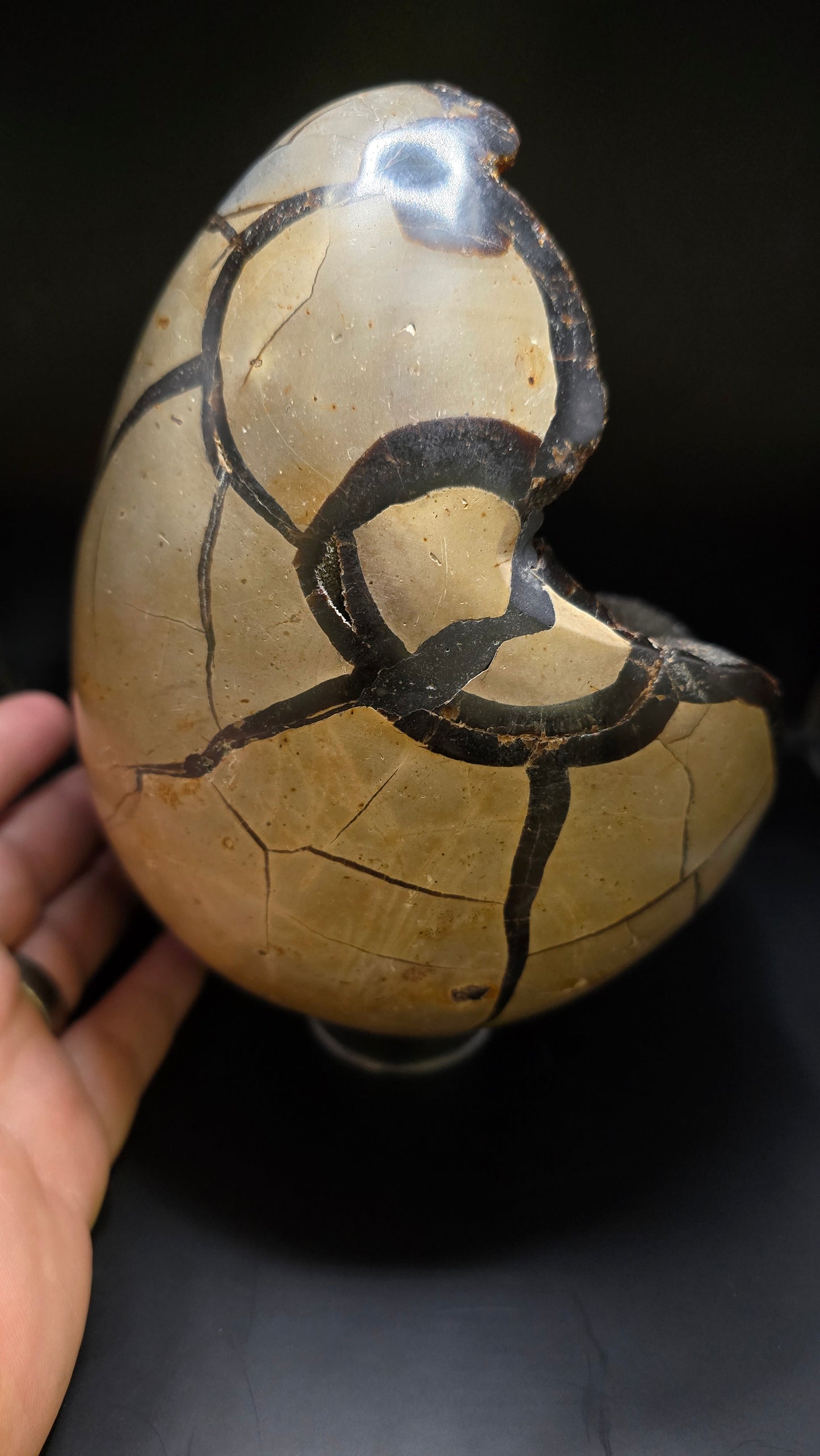 Septarian Stone Polished Egg  – Madagascar – 6.31 lbs